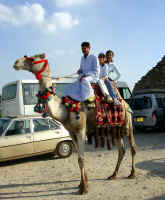 A4_CamelRide.jpg (367219 bytes)