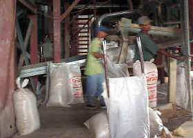 BaggingRice.JPG (115334 bytes)