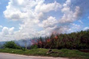 BurningCane.JPG (91692 bytes)