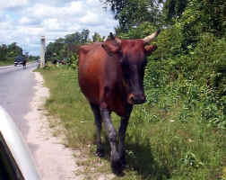 Cow.JPG (149841 bytes)