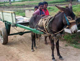 Donkey.JPG (88332 bytes)