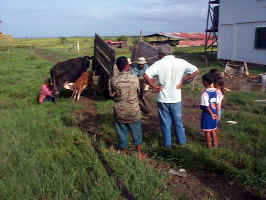 FirstMilking.jpg (86798 bytes)