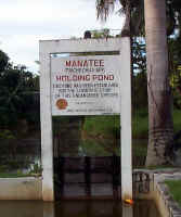 ManateeHoldingPond.jpg (111011 bytes)