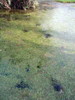 Manatees.JPG (358350 bytes)