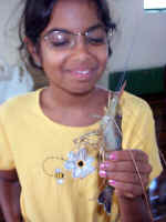 Shrimp.jpg (61687 bytes)