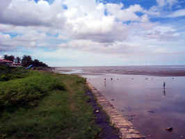 TidalWading.JPG (101187 bytes)