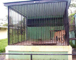 Tiger.JPG (155947 bytes)