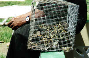 snakes.jpg (411657 bytes)